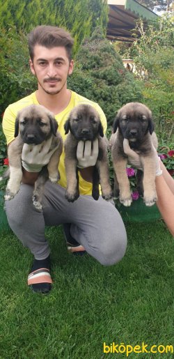 Safkan Kangal Yavrularim 2