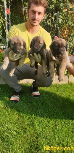 Safkan Kangal Yavrularim 4