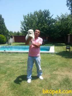 SAFKAN KARBEYAZ Samoyed  YAVRULARI 2