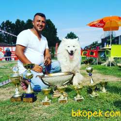 SAFKAN KARBEYAZ Samoyed  YAVRULARI