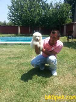 SAFKAN KARBEYAZ Samoyed  YAVRULARI 3