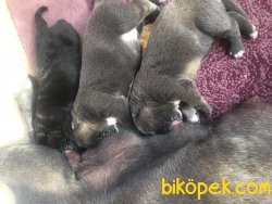 SAFKAN KENDİ KÖPEKLERİMİN YAVRULARI CANE CORSO EVLATLAR. 3