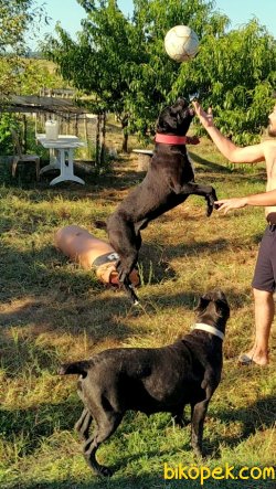 SAFKAN KENDİ KÖPEKLERİMİN YAVRULARI CANE CORSO EVLATLAR. 2