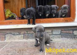 SAFKAN KENDİ KÖPEKLERİMİN YAVRULARI CANE CORSO EVLATLAR. 1
