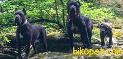 SAFKAN KENDİ KÖPEKLERİMİN YAVRULARI CANE CORSO EVLATLAR. 4