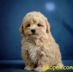 Safkan Kendi Üretimimiz Maltipoo Yavrularimiz 3