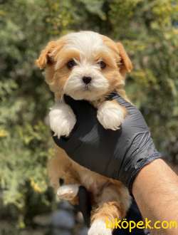 Safkan Kendi Üretimimiz Maltipoo Yavrularimiz 1