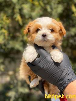 Safkan Kendi Üretimimiz Maltipoo Yavrularimiz 2
