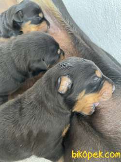 SAFKAN KİNG DOBERMAN YAVRULAR 5