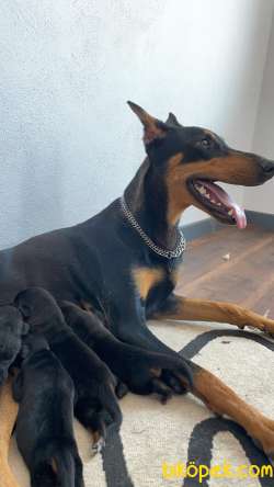 SAFKAN KİNG DOBERMAN YAVRULAR 4