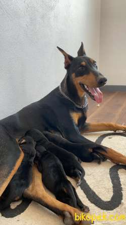 SAFKAN KİNG DOBERMAN YAVRULAR 2