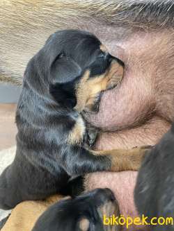 SAFKAN KİNG DOBERMAN YAVRULAR 1