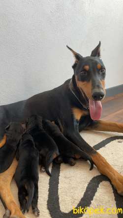 SAFKAN KİNG DOBERMAN YAVRULAR 3