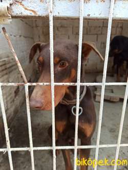 Safkan Kızıl 12 Aylık Doberman 