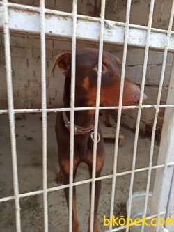 Safkan Kızıl 12 Aylık Doberman 