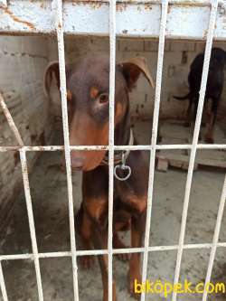 Safkan Kızıl 12 Aylık Doberman 