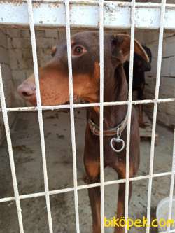 Safkan Kızıl 12 Aylık Doberman 