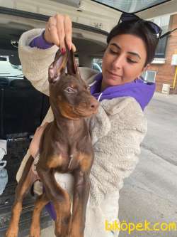 SAFKAN KIZIL DOBERMAN YAVRULAR 5