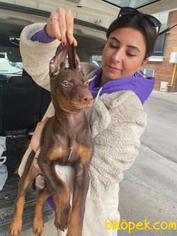 SAFKAN KIZIL DOBERMAN YAVRULAR 3
