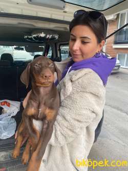 SAFKAN KIZIL DOBERMAN YAVRULAR 2