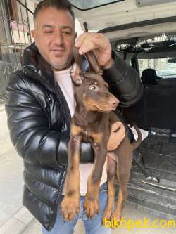 Safkan Kızıl Renk Doberman Yavrularımız 3