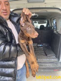 Safkan Kızıl Renk Doberman Yavrularımız 2