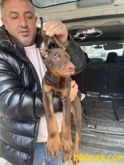 Safkan Kızıl Renk Doberman Yavrularımız
