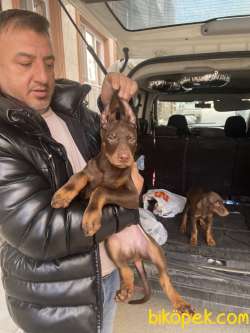 Safkan Kızıl Renk Doberman Yavrularımız 4