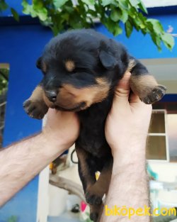 Safkan Koca Kafa Rottweiler Yavruları 4