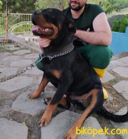 Safkan Koca Kafa Rottweiler Yavruları 1