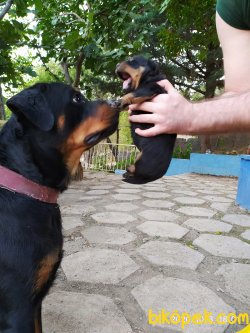 Safkan Koca Kafa Rottweiler Yavruları 5