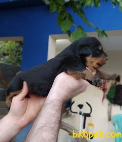 Safkan Koca Kafa Rottweiler Yavruları 3