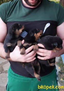 Safkan Koca Kafa Rottweiler Yavruları 2