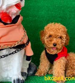SAFKAN KÜT BURUN MACAR TOY POODLE YAVRULARIMIZ 3