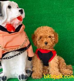 SAFKAN KÜT BURUN MACAR TOY POODLE YAVRULARIMIZ 4