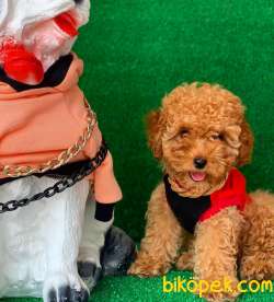 SAFKAN KÜT BURUN MACAR TOY POODLE YAVRULARIMIZ 3