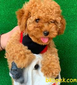 SAFKAN KÜT BURUN MACAR TOY POODLE YAVRULARIMIZ 4