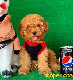 SAFKAN KÜT BURUN MACAR TOY POODLE YAVRULARIMIZ 1