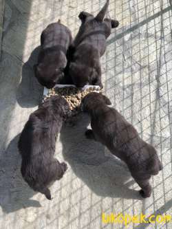 Safkan Labrador Retriever Chocolate Yavruları 5