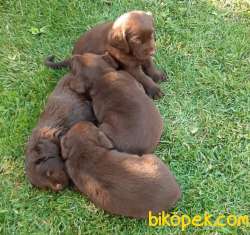 Safkan Labrador Retriever Chocolate Yavruları 1