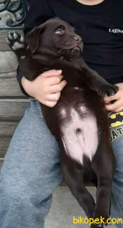 Safkan Labrador Retriever Chocolate Yavruları 2