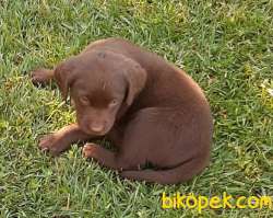 Safkan Labrador Retriever Chocolate Yavruları 3