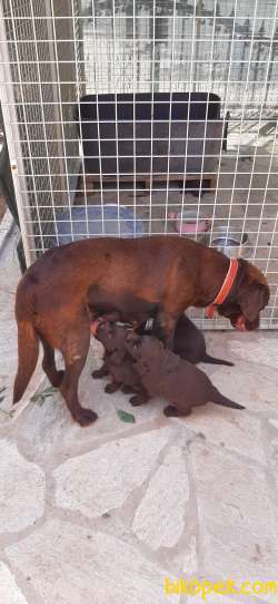 Safkan Labrador Retriever Chocolate Yavruları 4