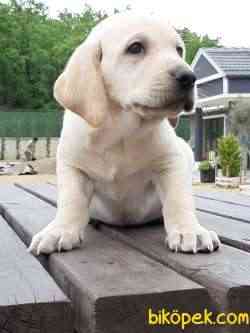 SAFKAN LABRADOR RETRIEVER YAVRULARI 3