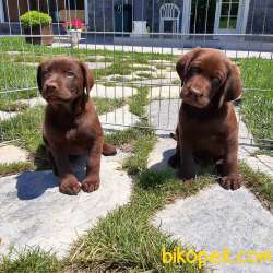 SAFKAN LABRADOR RETRIEVER YAVRULARI 5