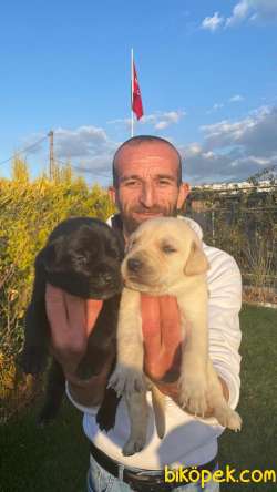 Safkan Labrador Yavrularım Evlerin Neşe Kaynağı Mıcır Yavrular 2