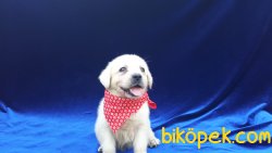 Safkan Labrador Yavrularımız 4