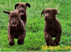 Safkan Labrador Yavrularımız 1