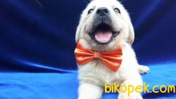 Safkan Labrador Yavrularımız 2