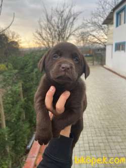 SAFKAN LABRADOR YAVRULARIMIZ 2